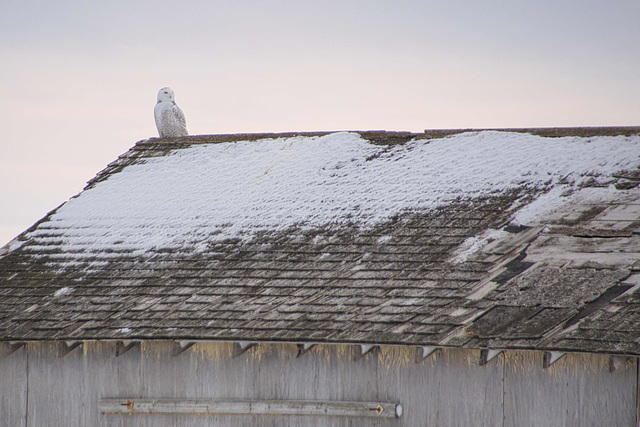 snowy owl on shed 10