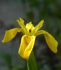 Gelbe Schwertlilie
