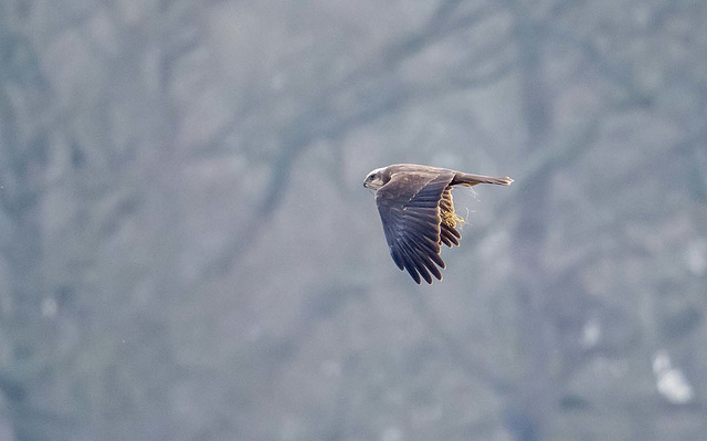 Marsh harrier