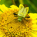 20230810 3802CPw [D~MS] Großes Flohkraut (Pulicaria dysenterica), Vierpunktige Zierwanze (Adelphocoris quadripunctatus), Rieselfelder Münster