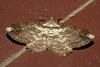 IMG 9437moth