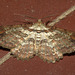 IMG 9437moth