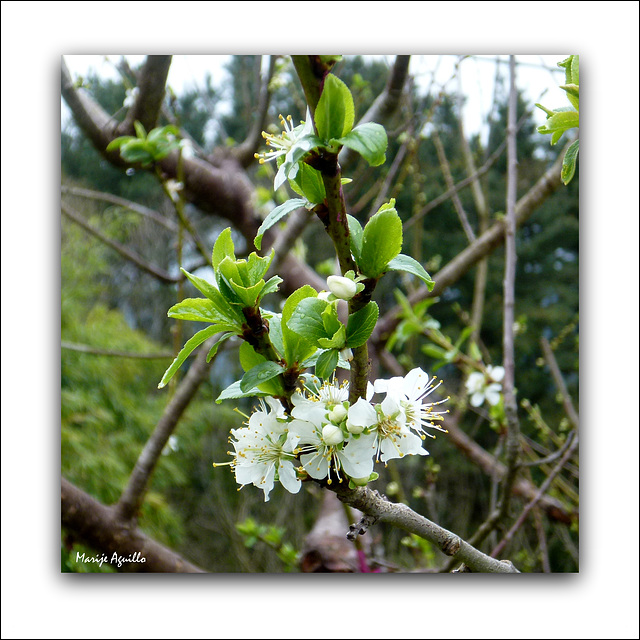 Flor de manzano