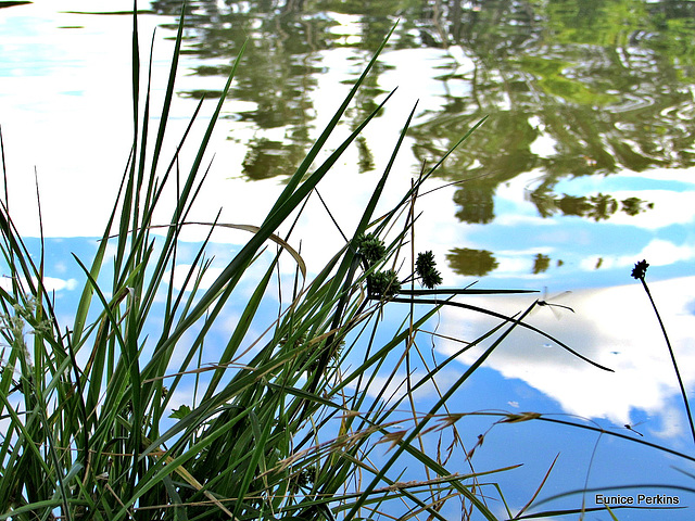 Waterside Weed.