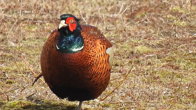 20180404 3488CP~V [D~AUR] Fasan (Phasianus colchicus), Norderney