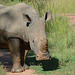 Uganda, Ziwa Rhino Sanctuary, Portrait of a White Rhino