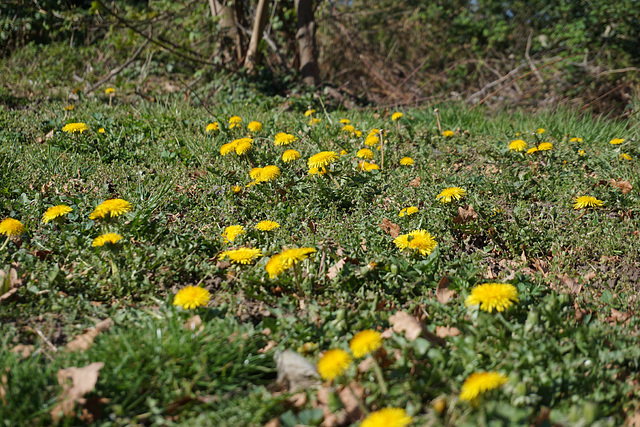 Löwenzahnwiese