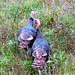 The resident turkeys