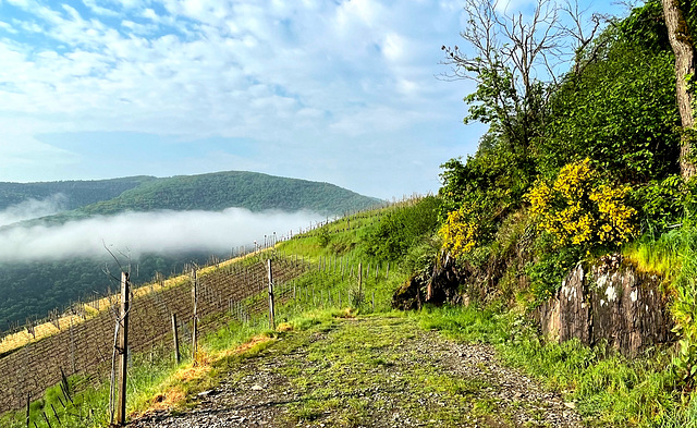 Wein über den Wolken