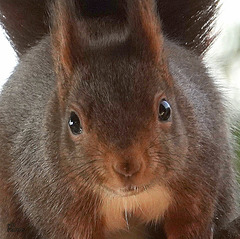 Écureuil roux, Eurasian Red Squirrel (Sciurus vulgaris)