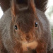 Écureuil roux, Eurasian Red Squirrel (Sciurus vulgaris)