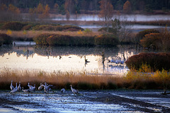Die Langschläfer Die Langschläfer