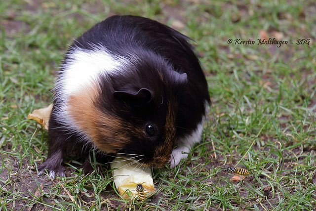 Meerschweinchen hat Essensgäste (Hagenbeck)