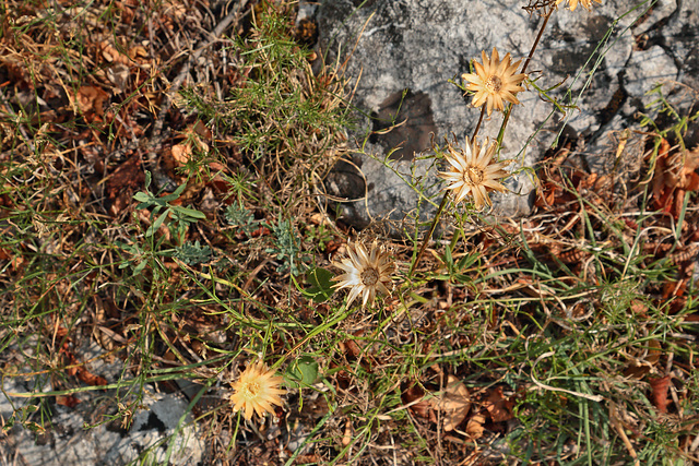 Nationalpark Paklenica - Ockerfarbenes Blümchen (unbekannt)