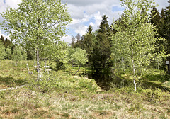 Hochmoor bei Sulzberg, Bregenzerwald