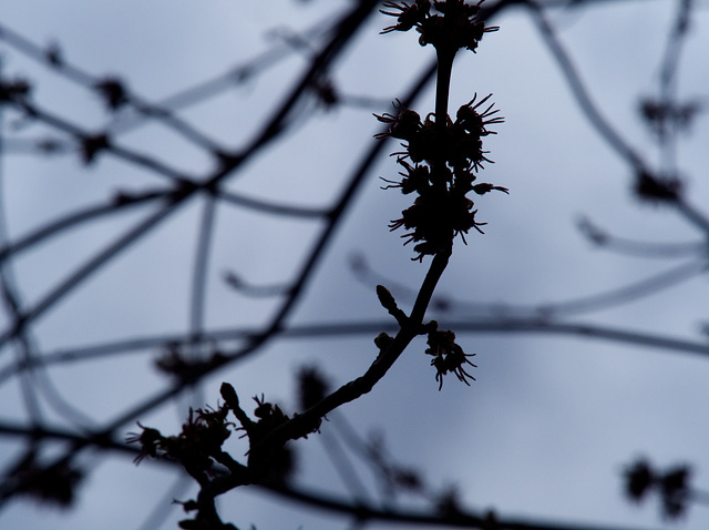 Maple, Blossoming