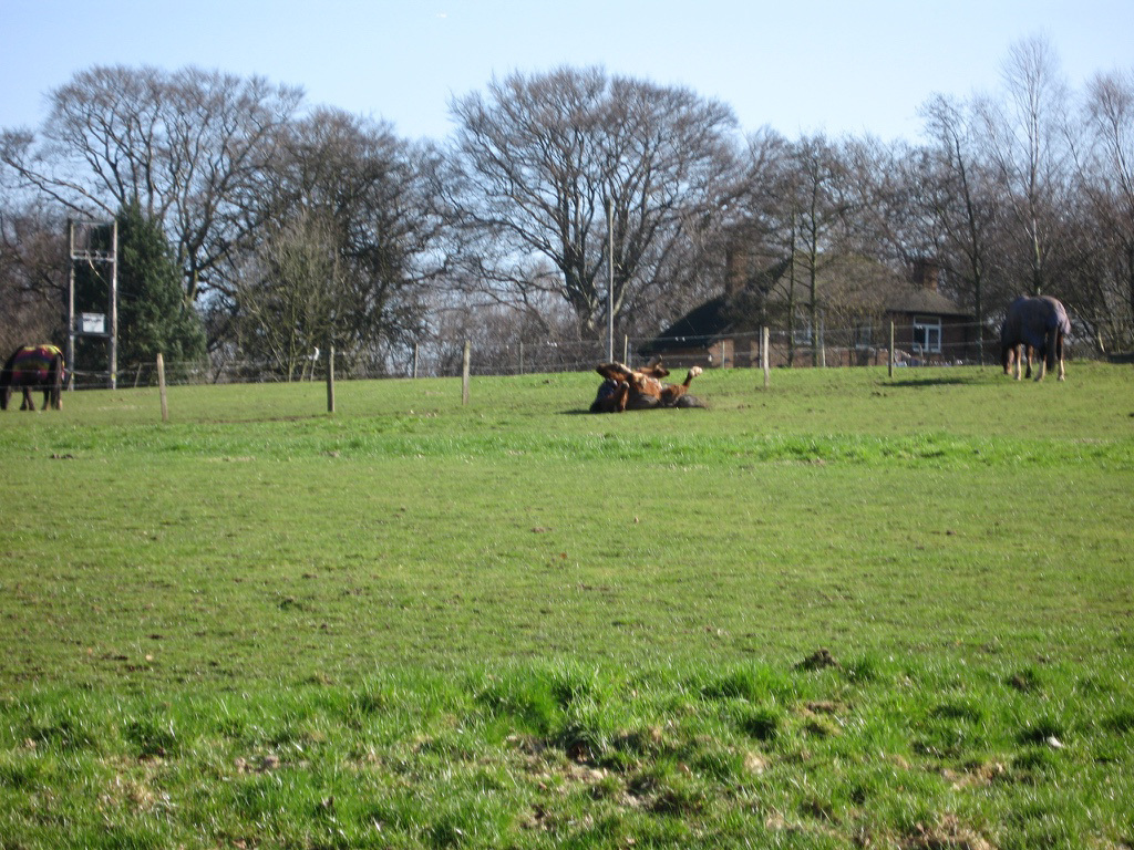 Baggeridge Country Park