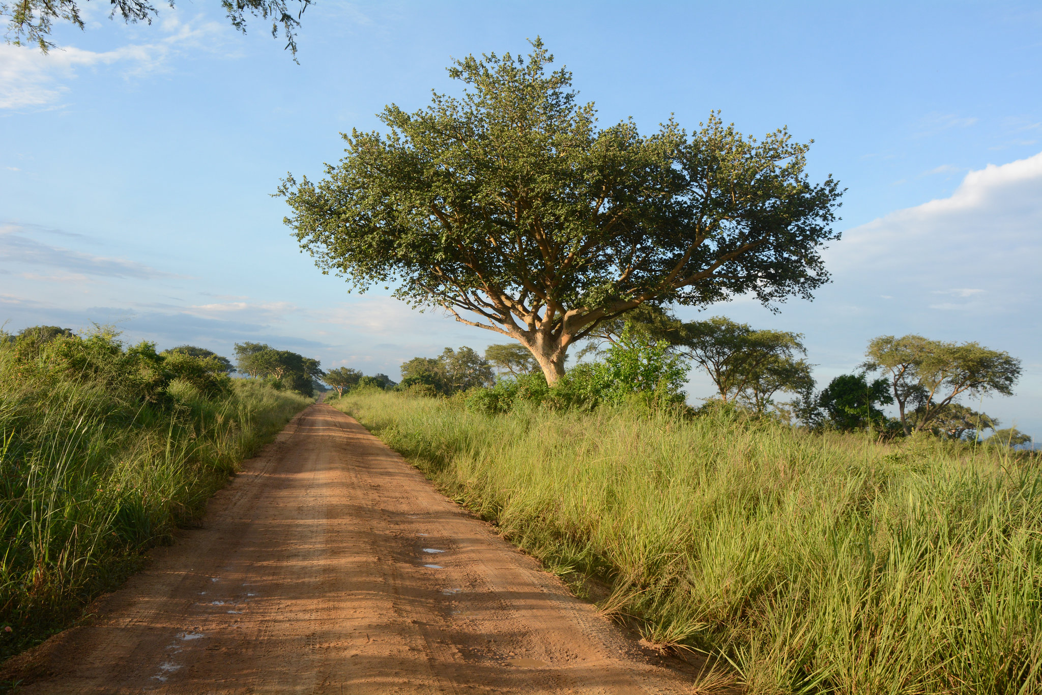 Dusty Road in Ugandan Savannah