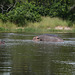 Uganda, Two Hippos close to the banks of the Victoria Nile River