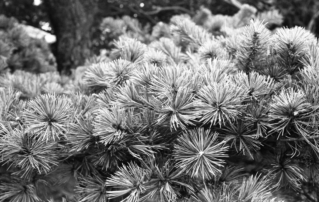 Pine tree leaves