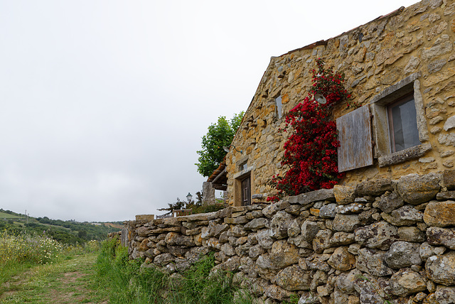 Mata Pequena, Portugal