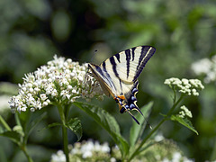 Surprising scarce swallowtail attracted  by Valerian
