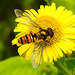 20230810 3805CPw [D~MS] Großes Flohkraut (Pulicaria dysenterica), Hainschwebfliege, Rieselfelder Münster