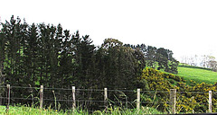 Fence Along Roadside.