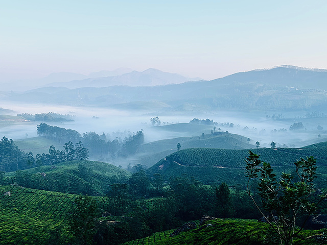Rising fog over the tea plantation. Rising fog over the tea plantation.