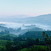 Rising fog over the tea plantation.
