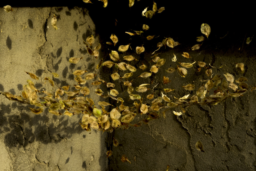 Seeds Suspended in Space