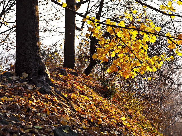 The golden shore