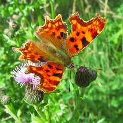 Comma  butterfly on the Greater Knapweed