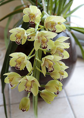 Cymbidium