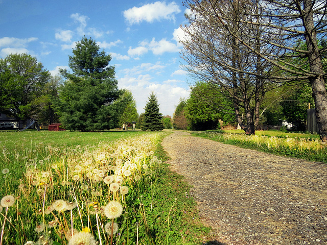 Dandelions