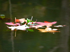 Floating sweet-gum leaves