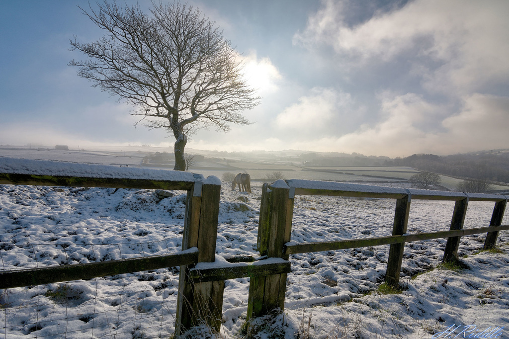 Lone tree, fence and a horse