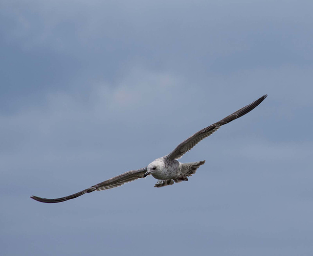 New Brighton flight set (7)