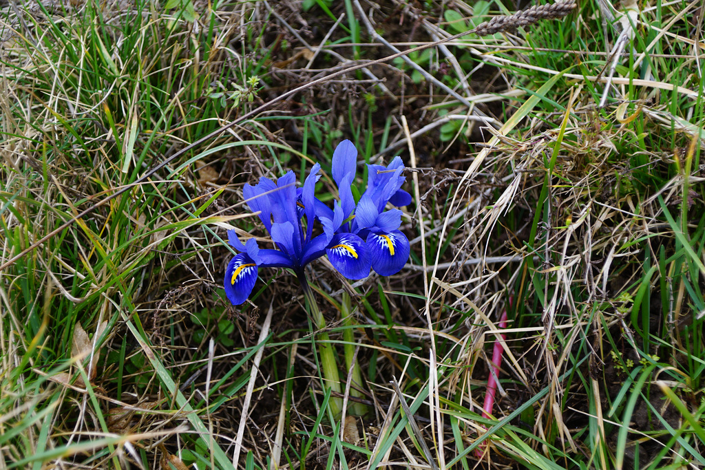 Frühlingsgrüße in blau