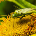 20230810 3808CPw [D~MS] Großes Flohkraut (Pulicaria dysenterica), Vierpunktige Zierwanze (Adelphocoris quadripunctatus), Rieselfelder Münster