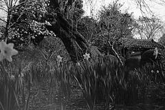 Daffodils in the front yard