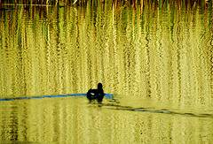 The Coot. The Wake. The Reflection 1