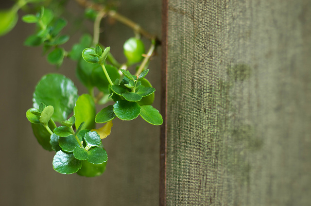 Potted plant