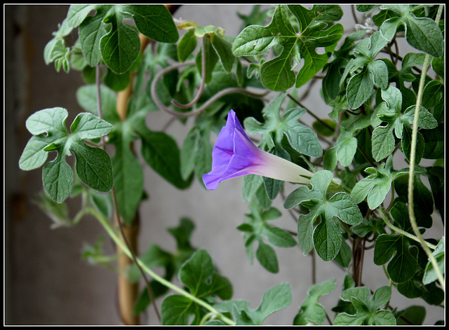 Ipomoea Kruger Park (7)