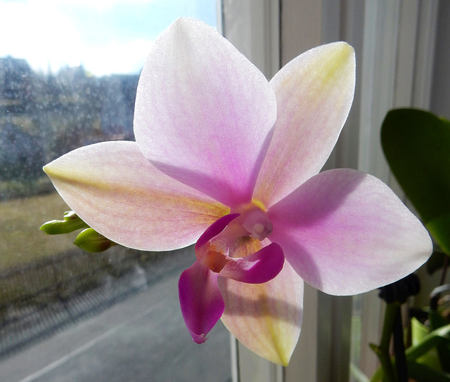 Orchideenzauber (1)