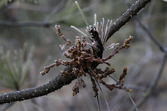 Frosty Mistletoe