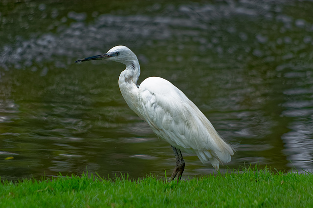 Egret (2)