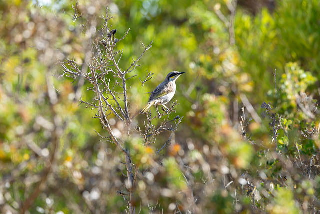 Singing Honeyeater