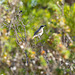 Singing Honeyeater