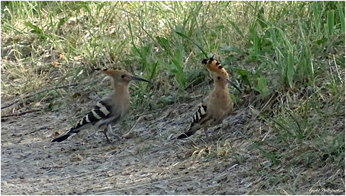 Couple de Huppes Fasciées en balade